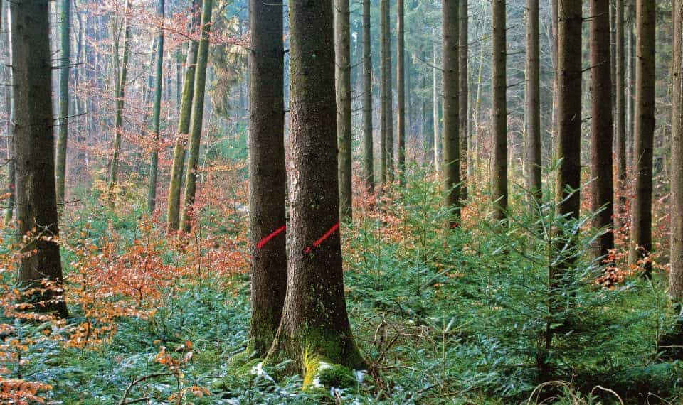 Ökologie und gesundes Bauen